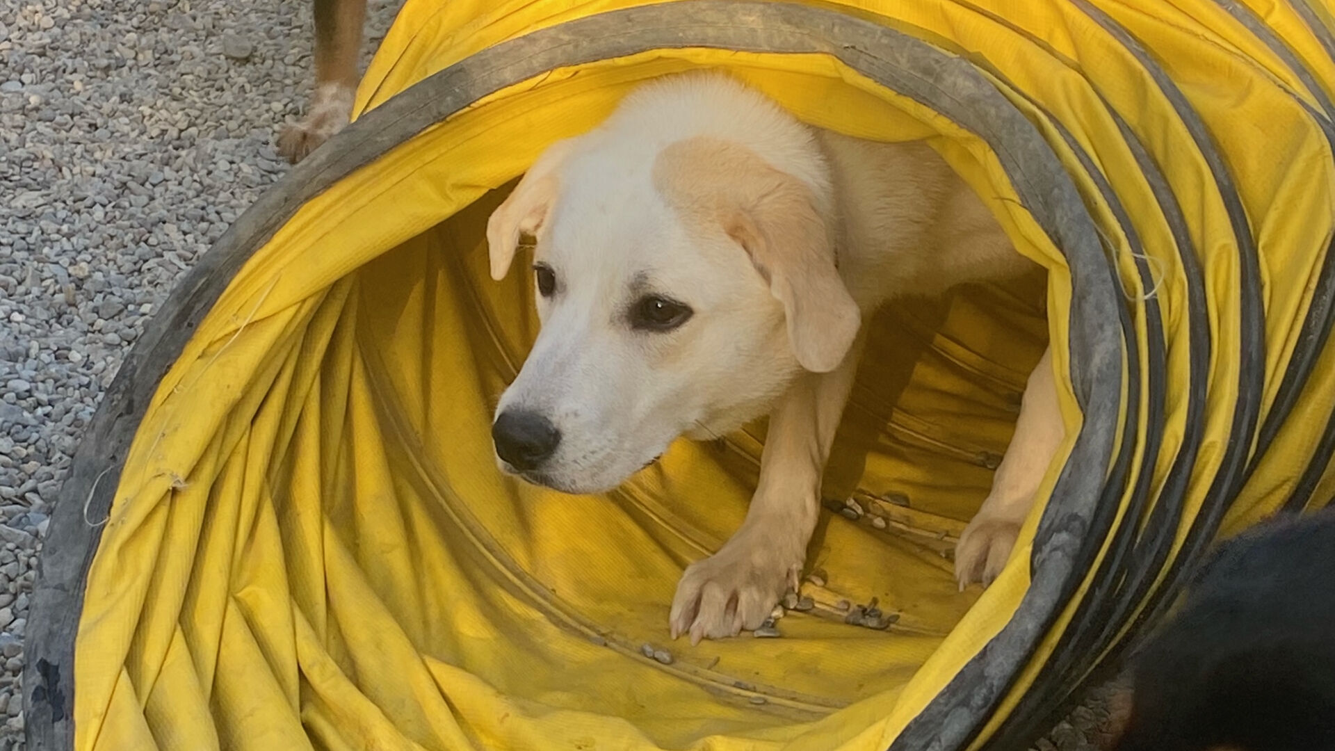 Lehigh Valley shelter helping take care of stranded dogs
